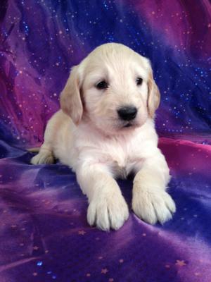Female Goldendoodle Puppy for Sale #2 Born September 20th 2013|Purebredpups sells Goldendoodle Puppies for less than most Goldendoodle Breeders in Massachusetts,Maryland, and Pennsylvania!